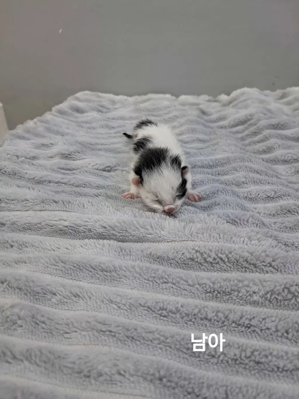 한국 고양이 보호중 사진