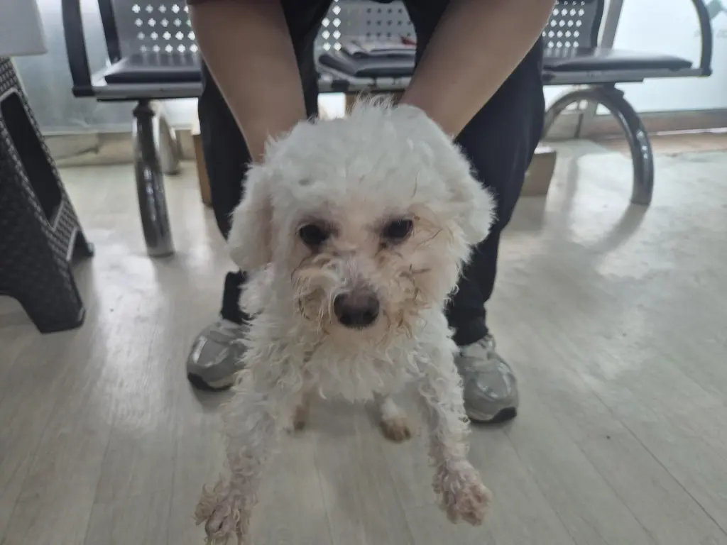 비숑 프리제 보호중 사진