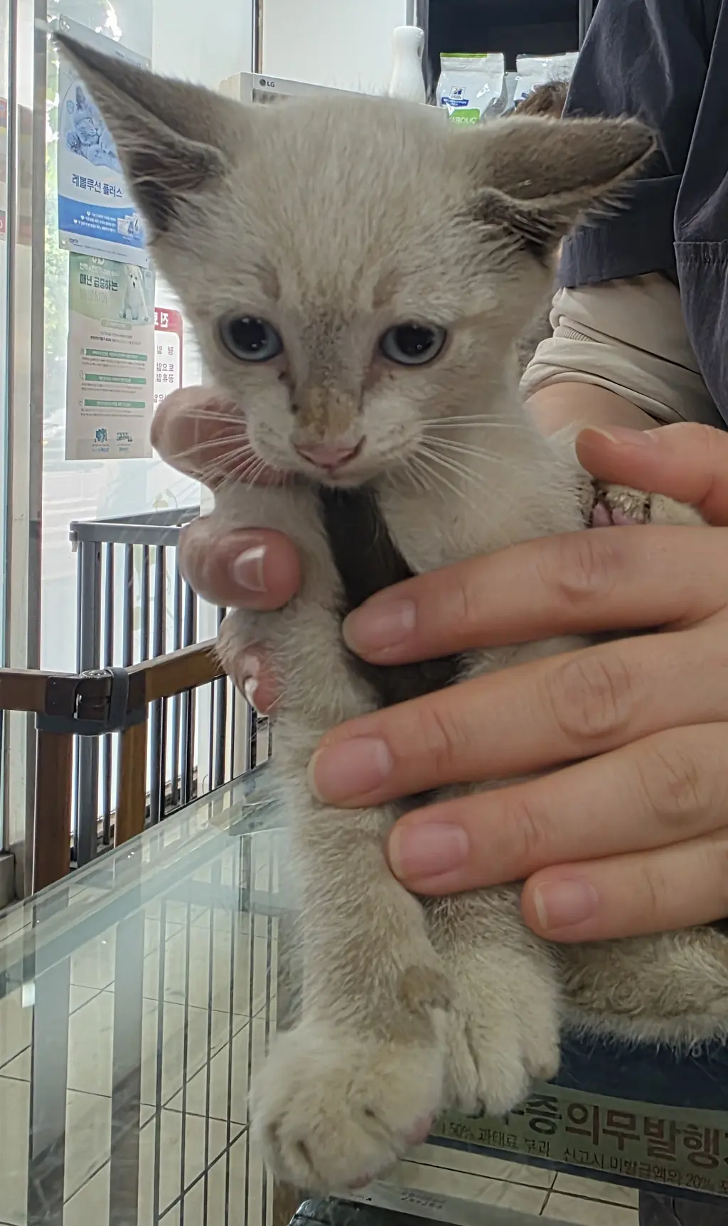한국 고양이 보호중 사진