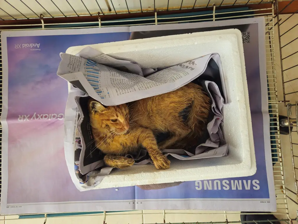한국 고양이 보호중 사진