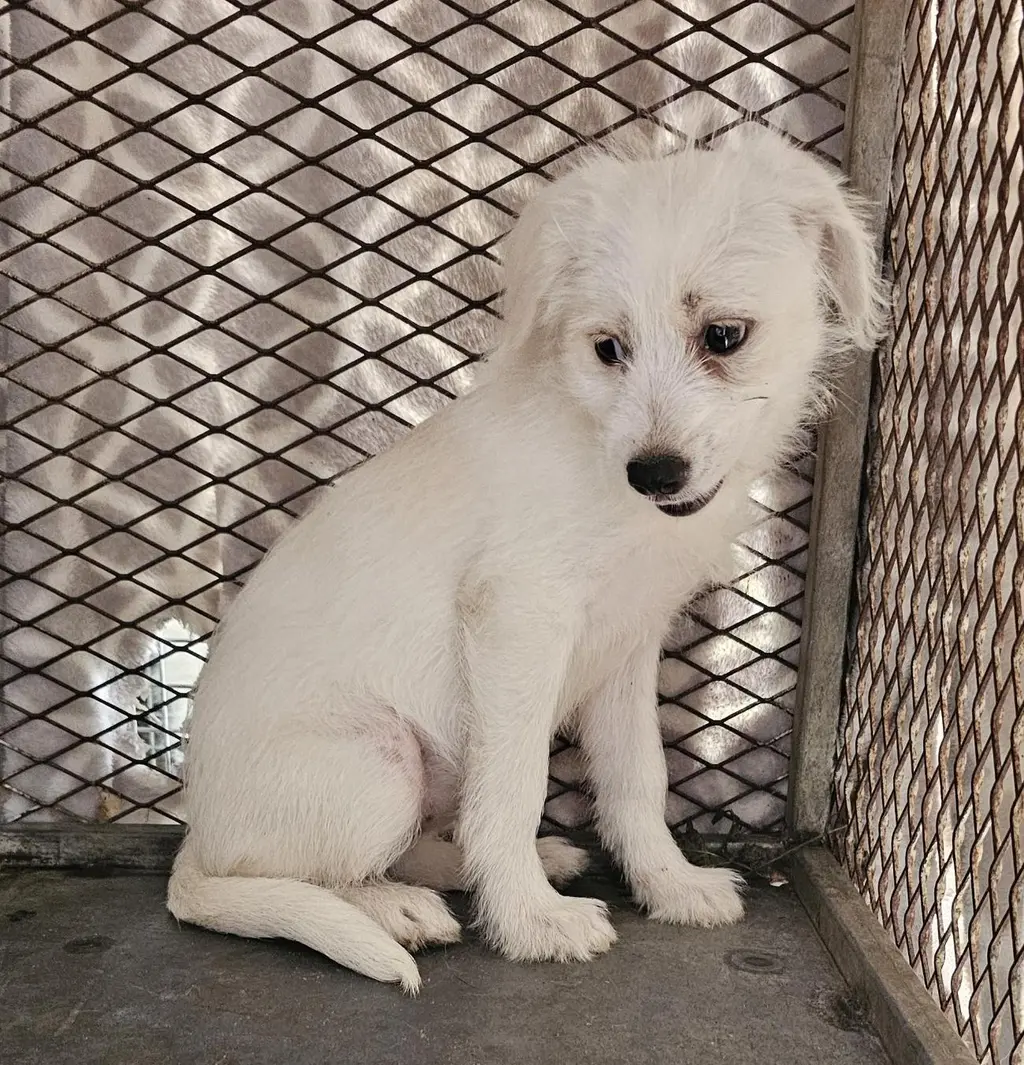 믹스견 보호중 사진
