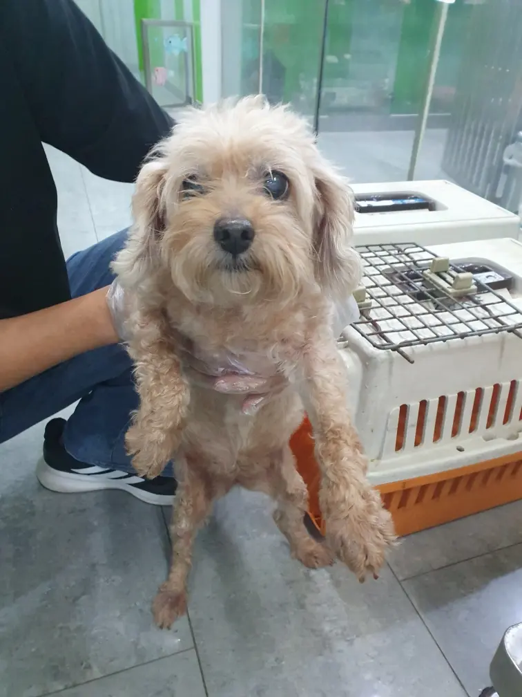 믹스견 보호중 사진