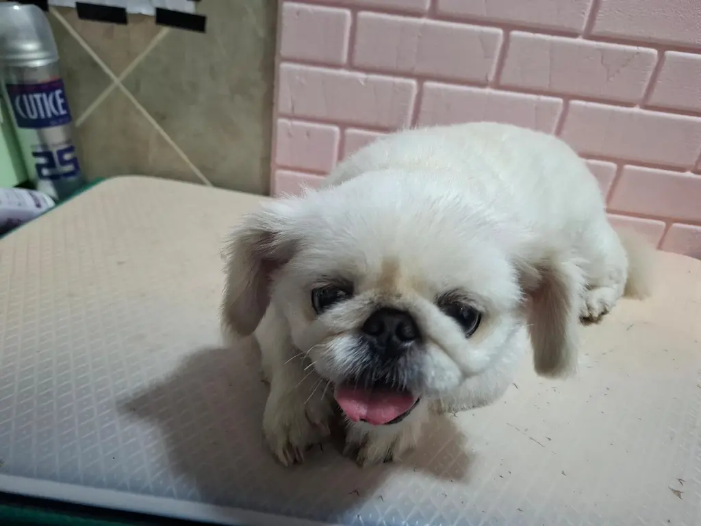 페키니즈 보호중 사진