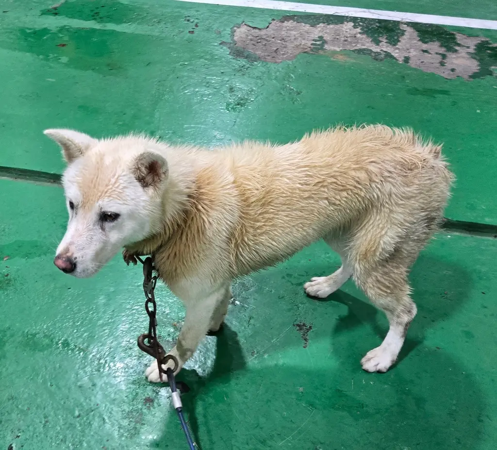 믹스견 보호중 사진