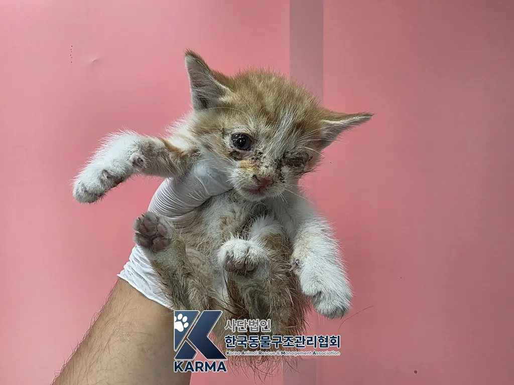 한국 고양이 보호중 사진