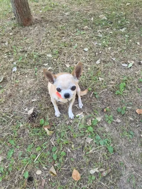 치와와 보호중 사진