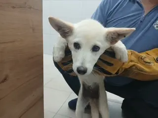 믹스견 보호중 사진