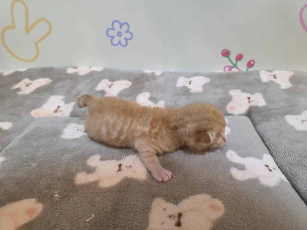 믹스묘 보호중 사진