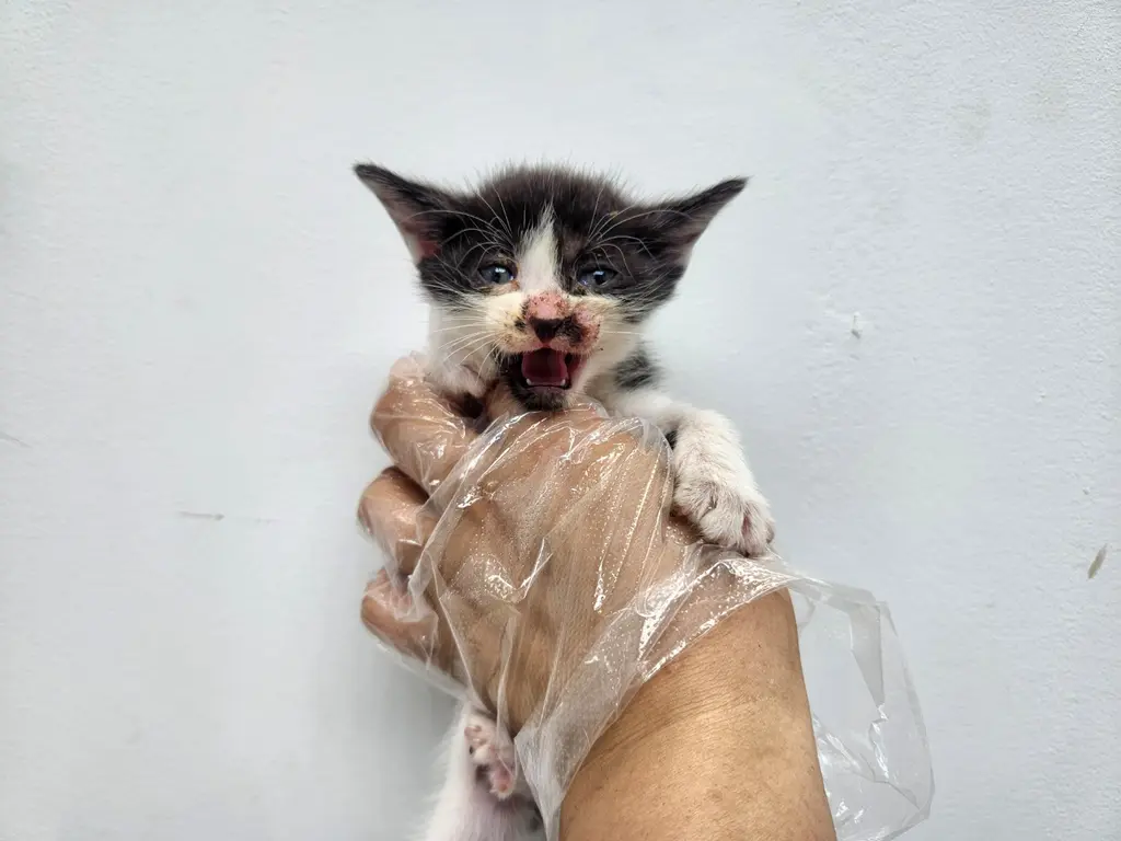 한국 고양이 보호중 사진