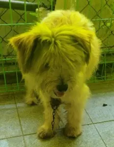 믹스견 보호중 사진