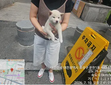 믹스견 보호중 사진