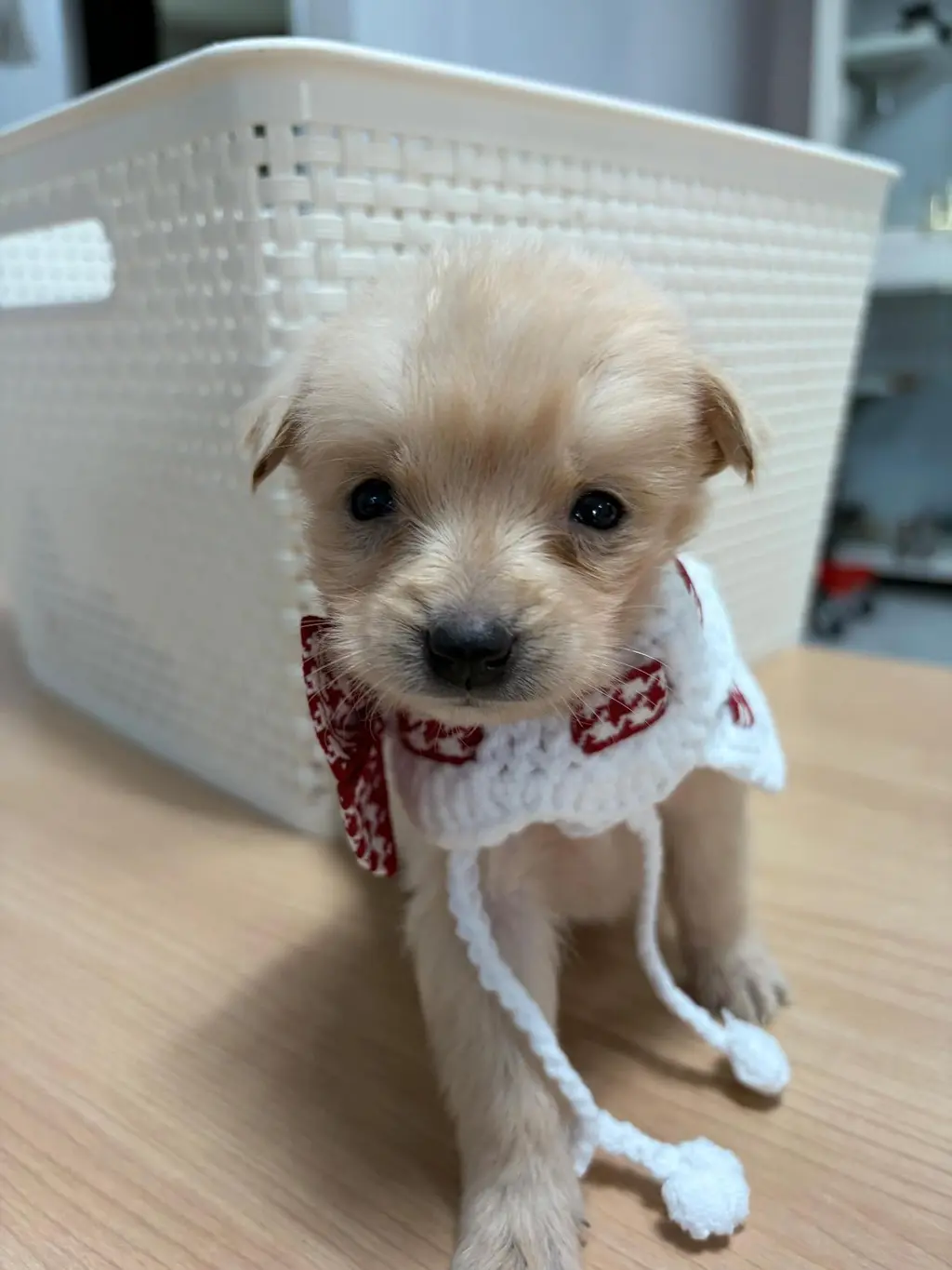 믹스견 보호중 사진