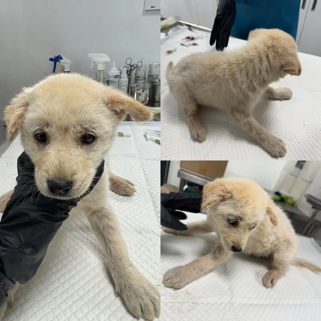 믹스견 보호중 사진