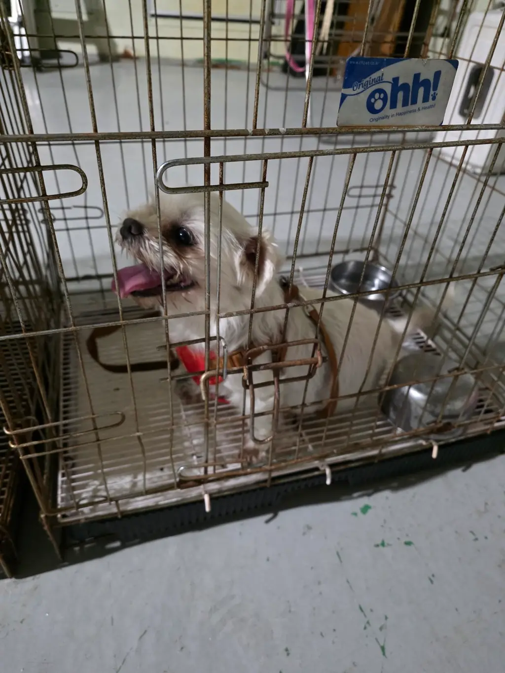 말티즈 보호중 사진