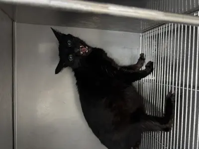 믹스묘 보호중 사진