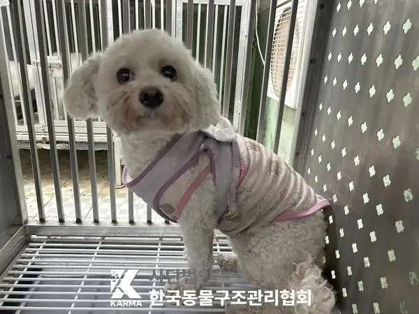 비숑 프리제 보호중 사진