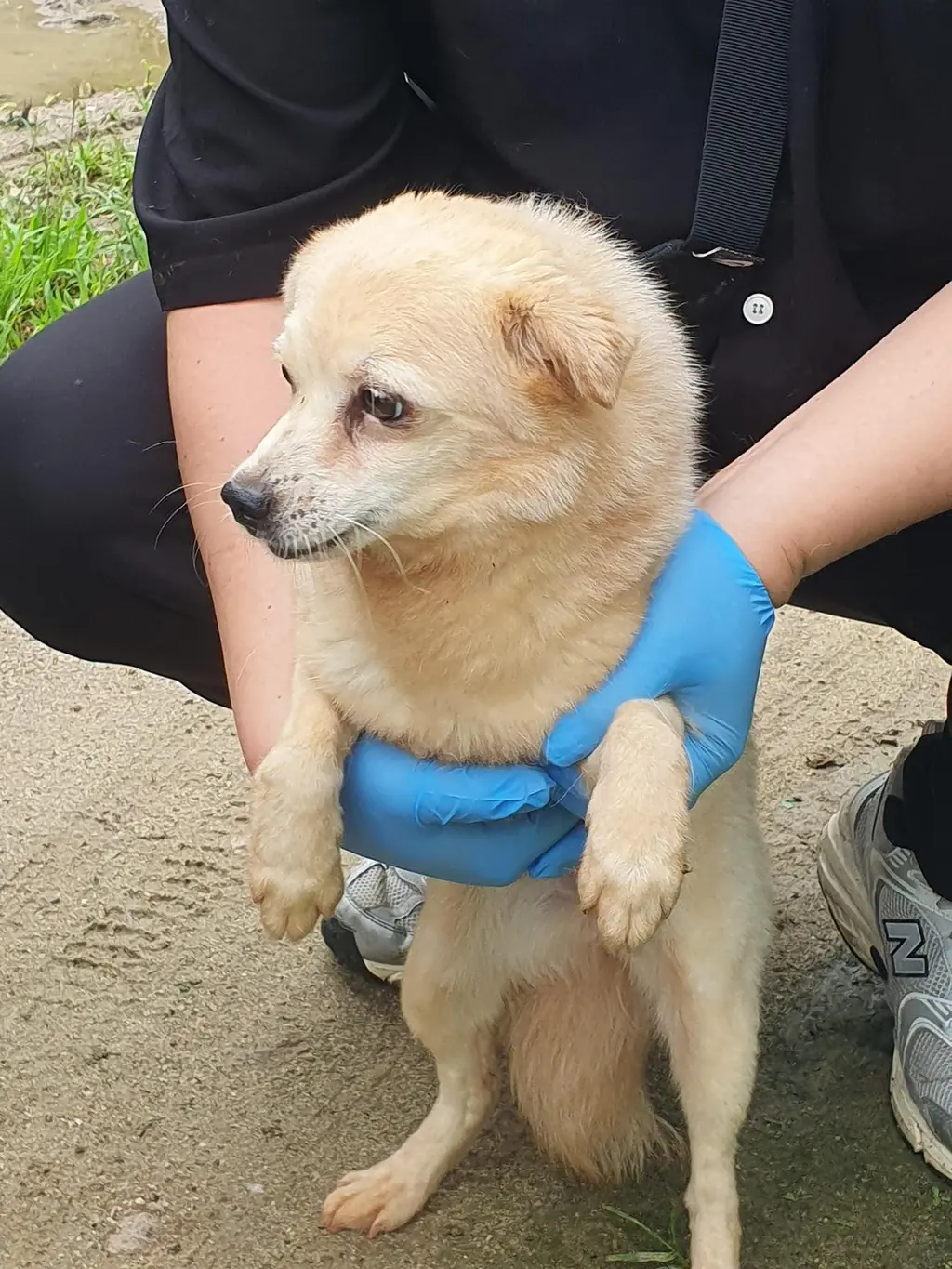 믹스견 보호중 사진