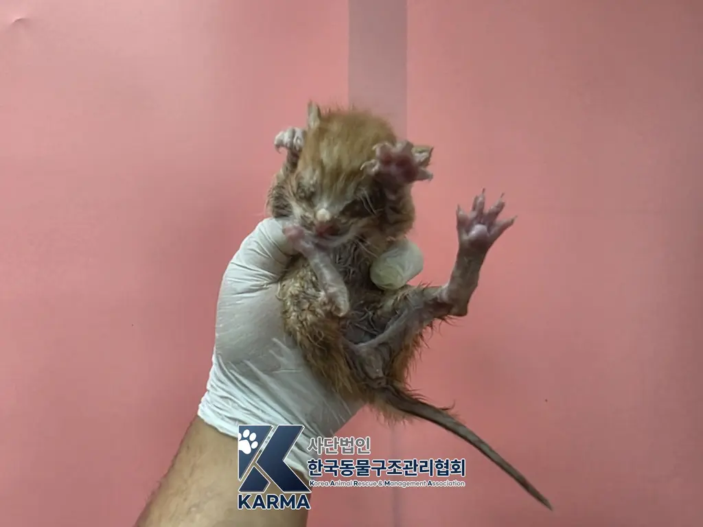 한국 고양이 보호중 사진