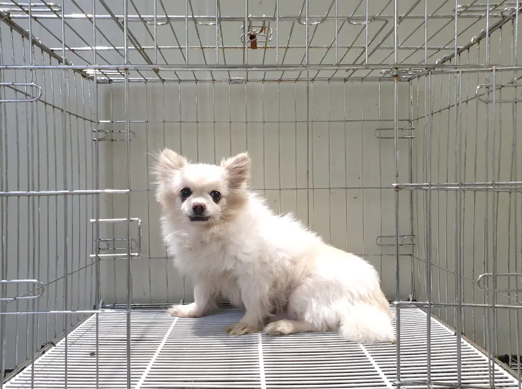 포메라니안 보호중 사진