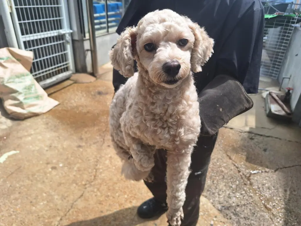 푸들 보호중 사진