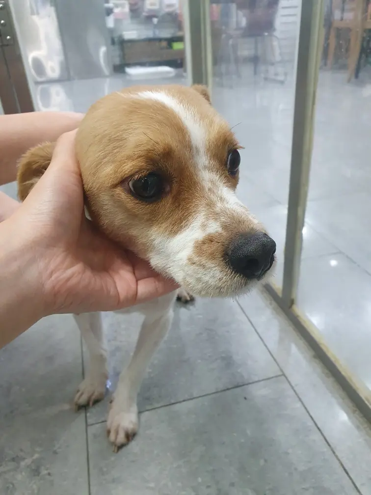 믹스견 보호중 사진