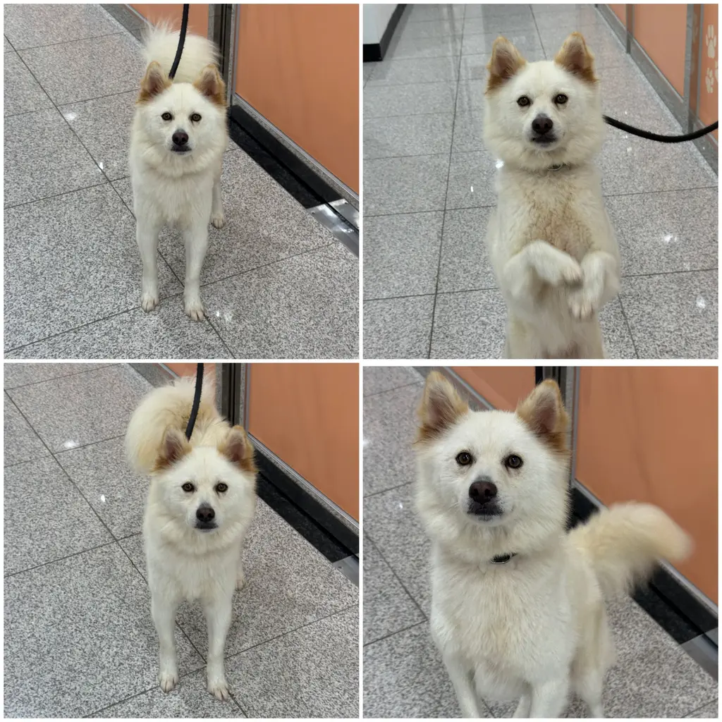 믹스견 보호중 사진