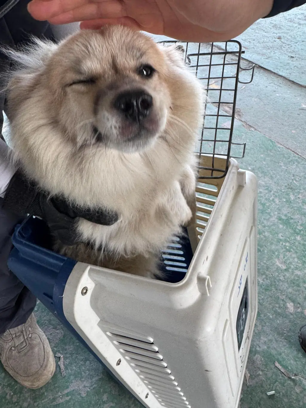 믹스견 보호중 사진