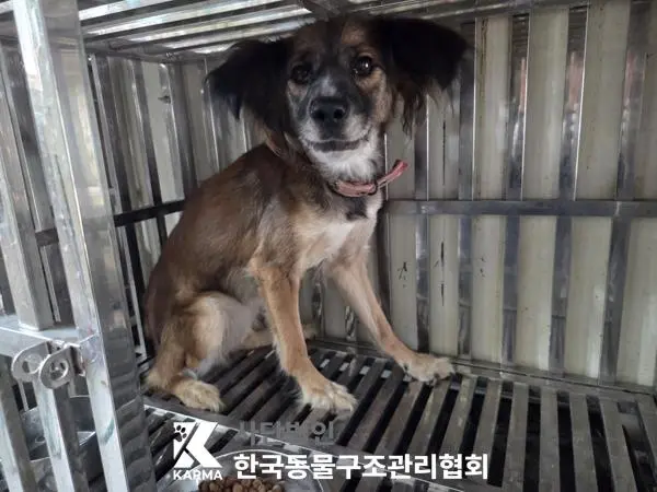 믹스견 보호중 사진