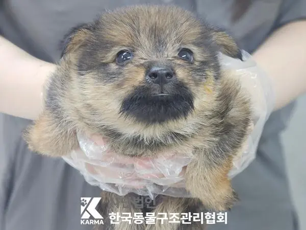 믹스견 보호중 사진