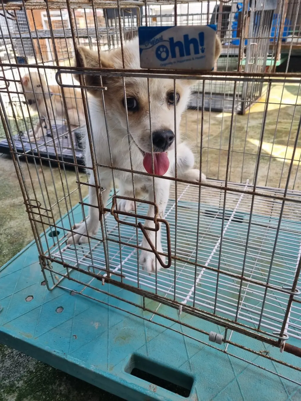 믹스견 보호중 사진