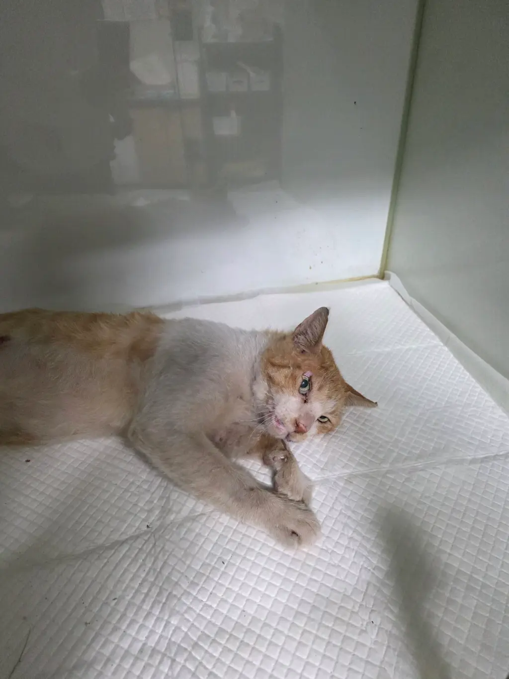 한국 고양이 보호중 사진