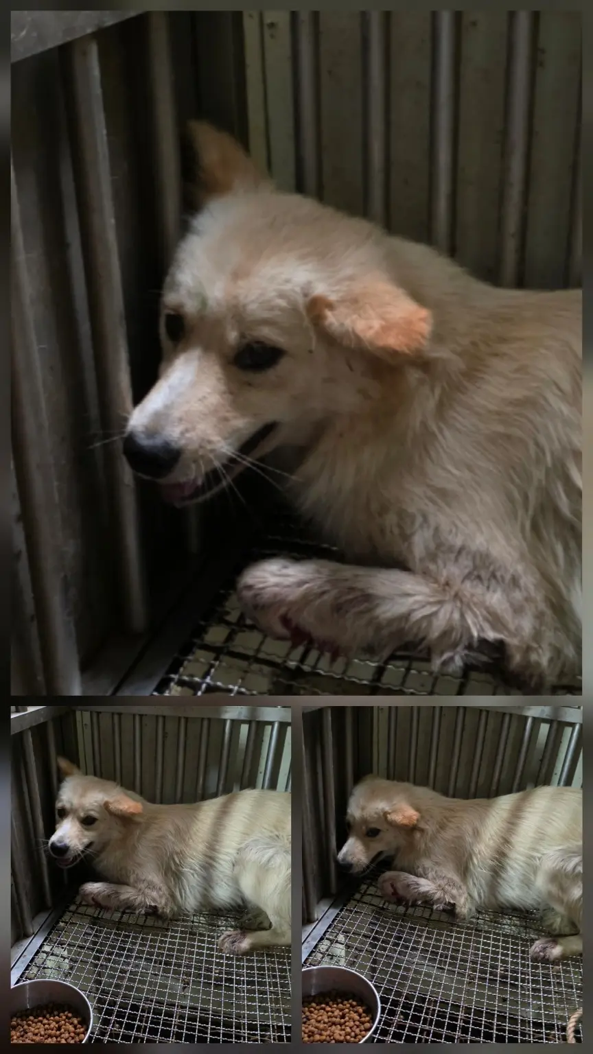 믹스견 보호중 사진