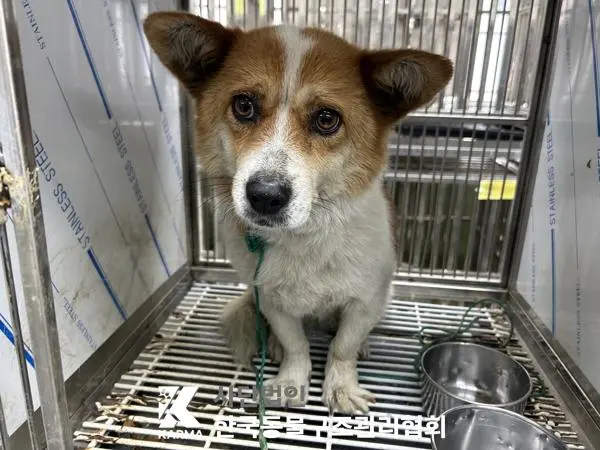 믹스견 보호중 사진