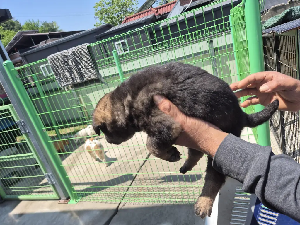 믹스견 보호중 사진