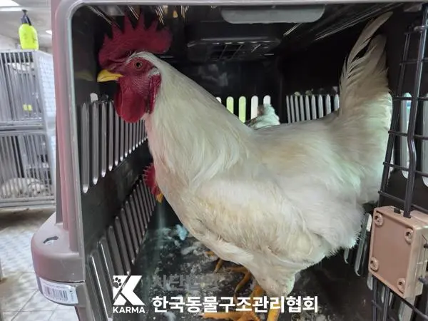 기타축종 보호중 사진