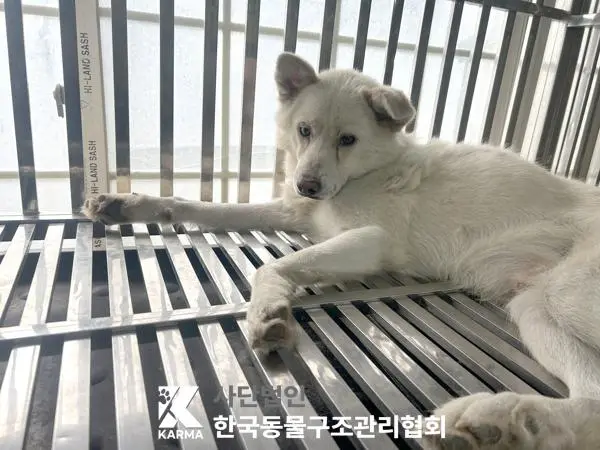 믹스견 보호중 사진