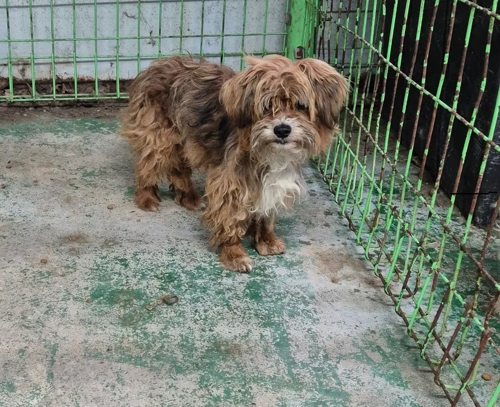 믹스견 보호중 사진