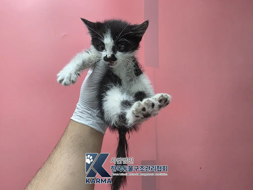 한국 고양이 보호중 사진