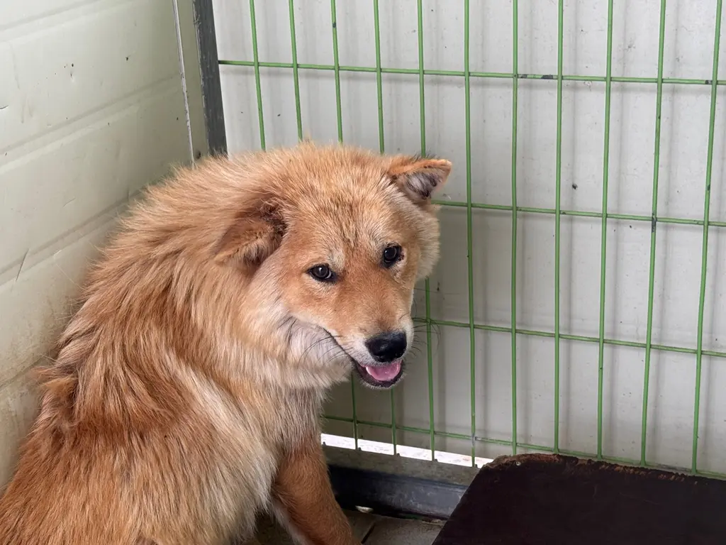 믹스견 보호중 사진