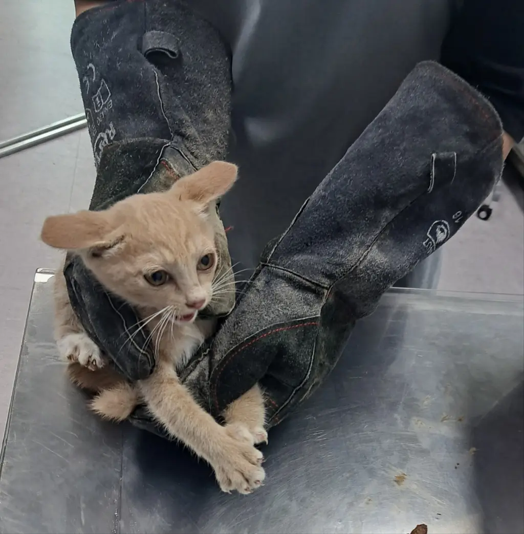 한국 고양이 보호중 사진