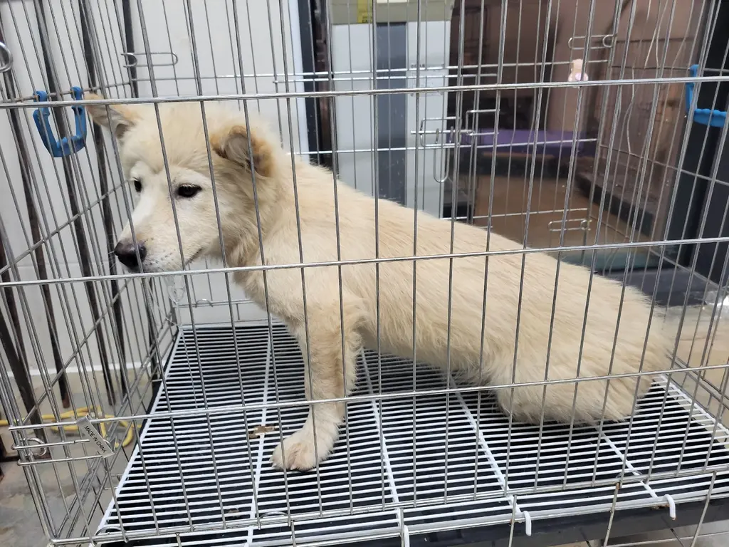 믹스견 보호중 사진