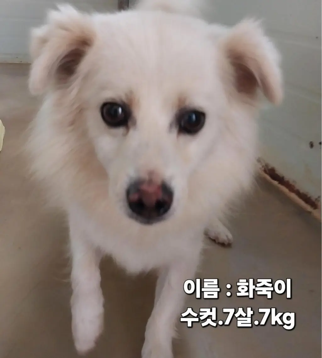 기타 보호중 사진