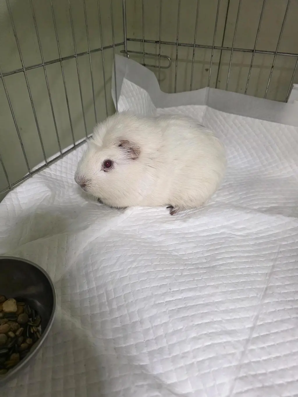 기타축종 보호중 사진