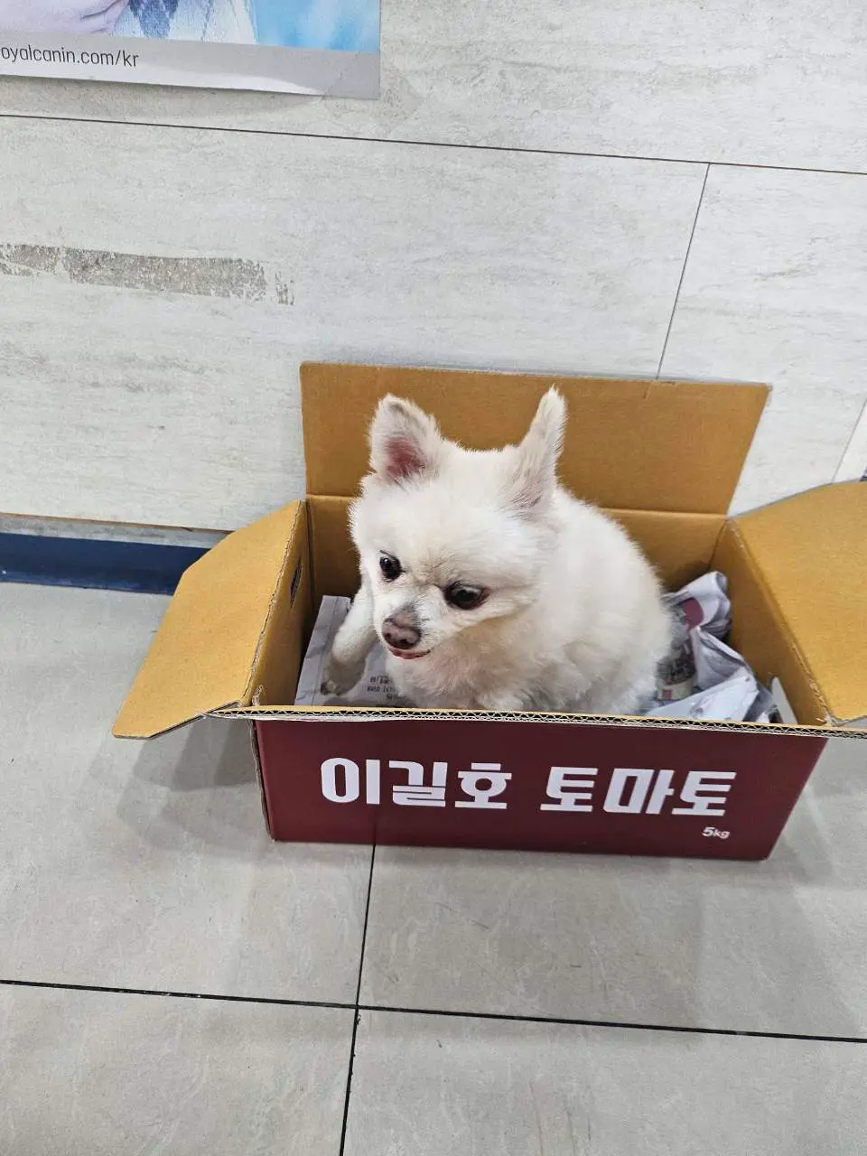 포메라니안 보호중 사진