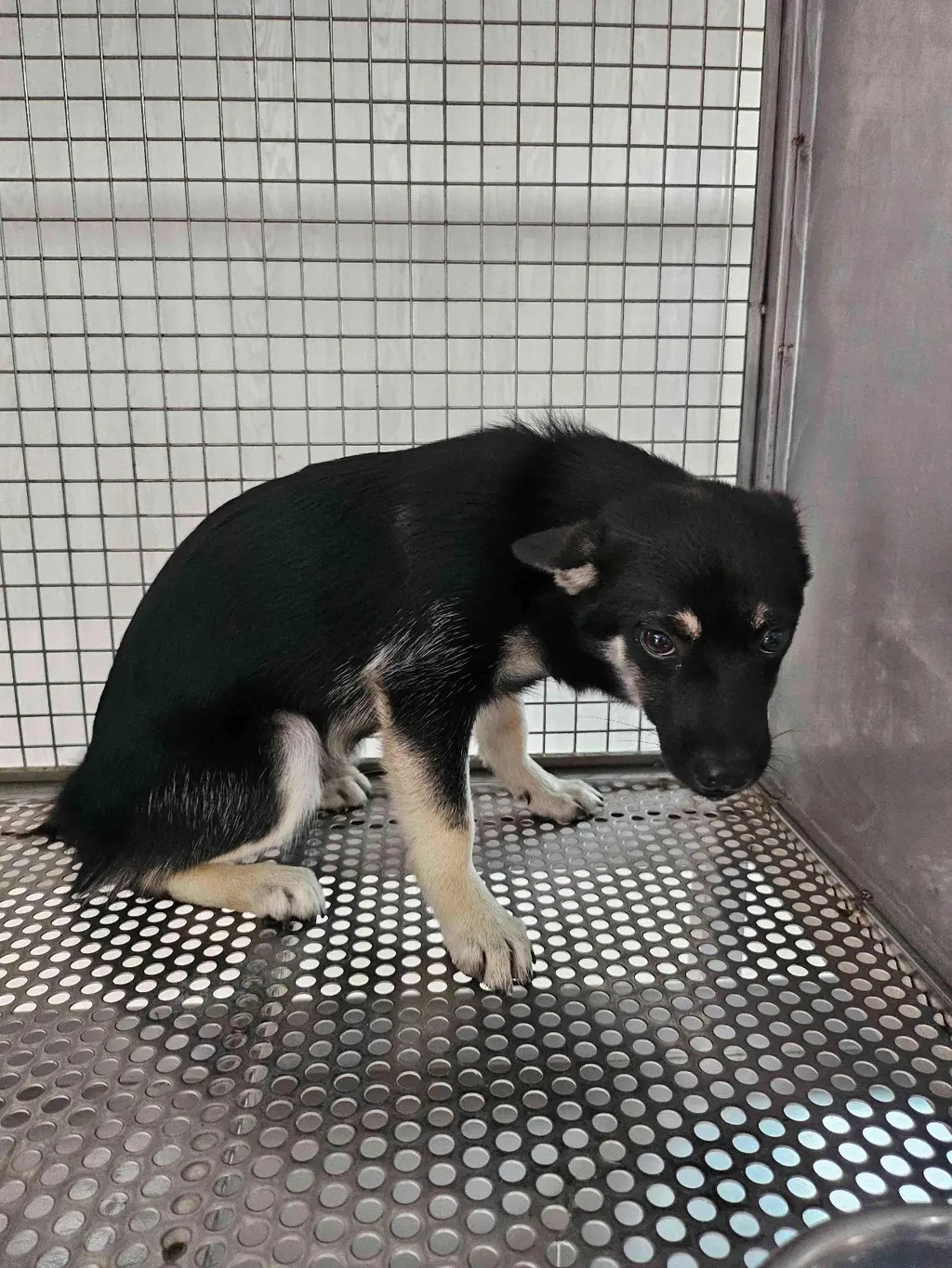 믹스견 보호중 사진