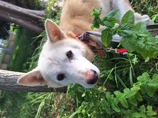 믹스견 보호중 사진