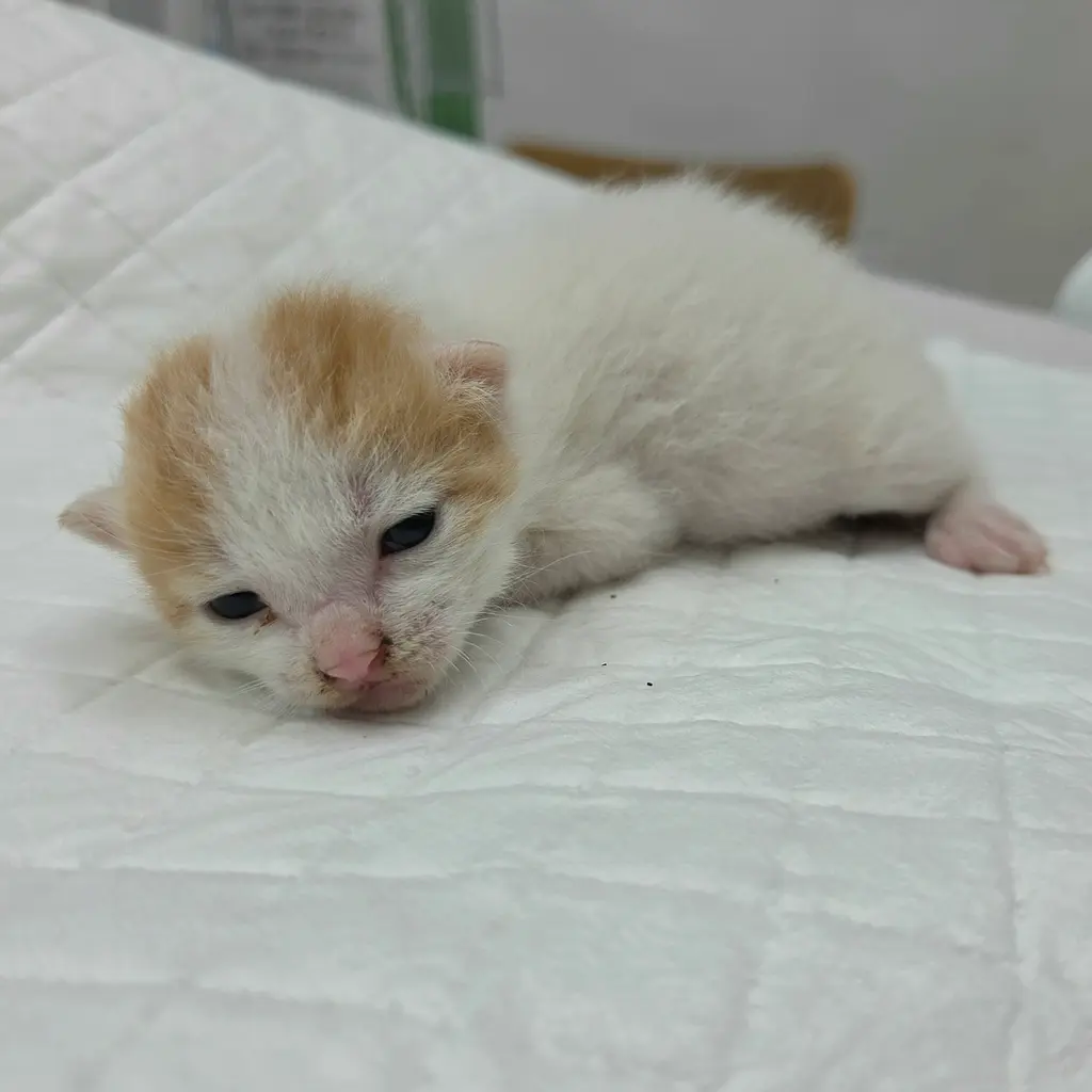 한국 고양이 보호중 사진