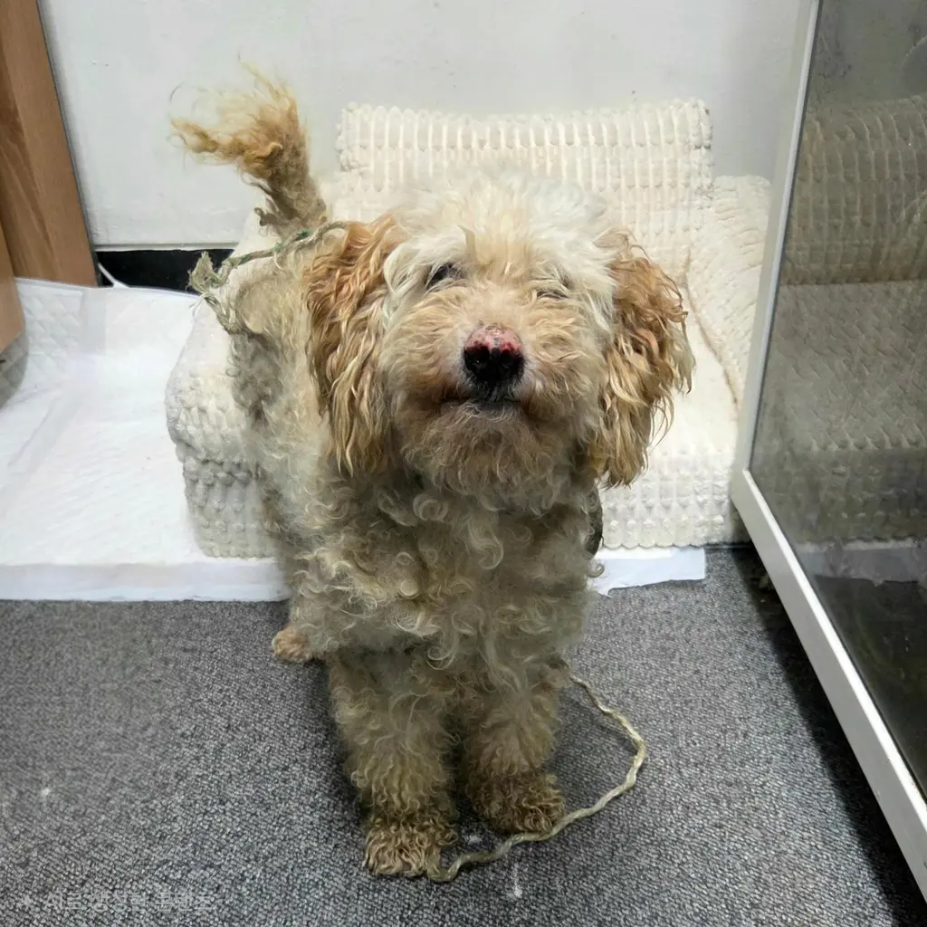 푸들 보호중 사진