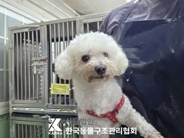 비숑 프리제 보호중 사진