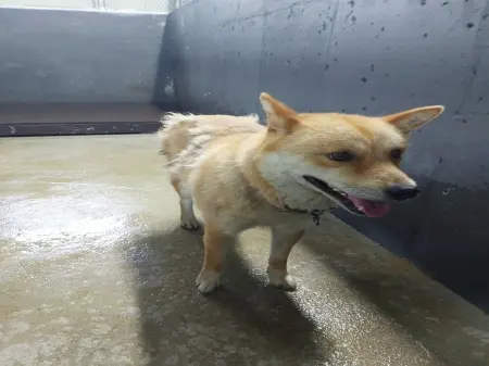믹스견 보호중 사진